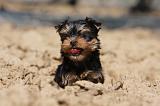 YORKSHIRE TERRIER 456